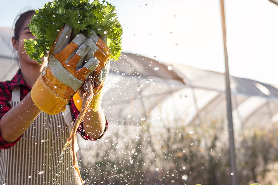 Specialized Business Insurance - Young Woman Farmer Harvesting Hydroponic Lettuce From Her Crops